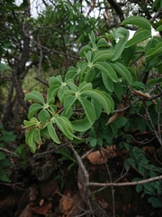 Adenia glauca