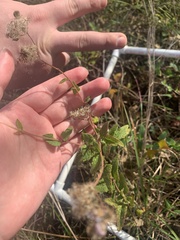 Eupatorium rotundifolium