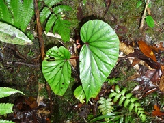 Begonia beryllae
