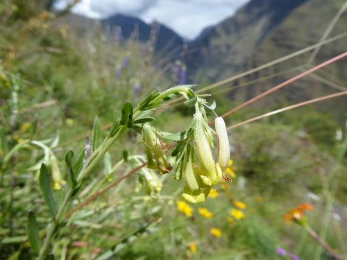 Lithospermum macbridei