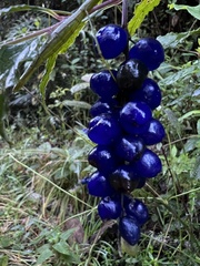 Monnina tenuifolia