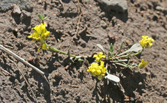 Physaria kingii utahensis
