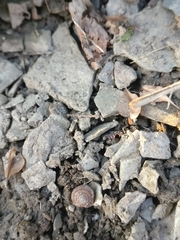 Punctum minutissimum