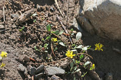 Physaria kingii utahensis