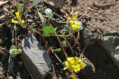 Physaria kingii utahensis