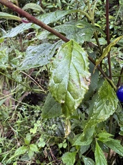 Monnina tenuifolia