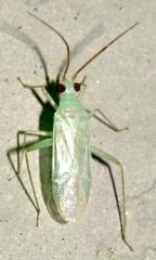 Blepharidopterus provancheri