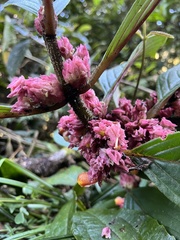 Glossoloma ichthyoderma