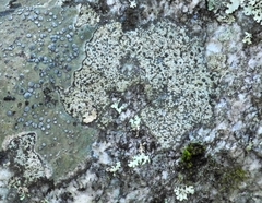 Buellia spuria