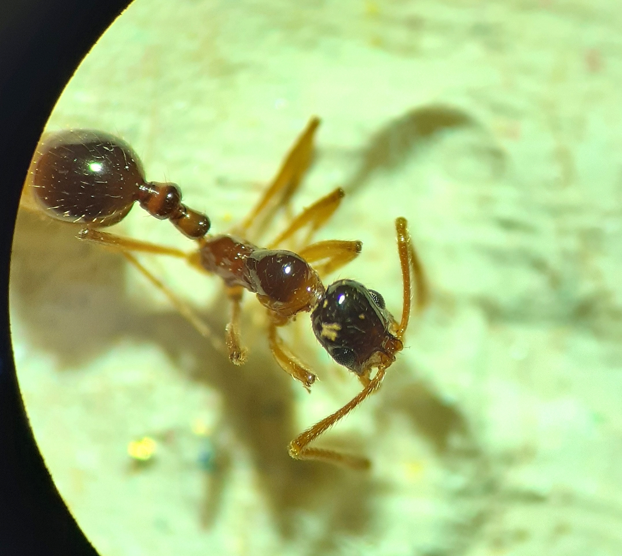 Megalomyrmex silvestrii