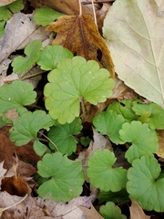 Glechoma hederacea
