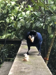 Cyanocorax caeruleus