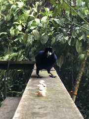 Cyanocorax caeruleus