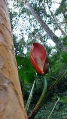 Monstera oreophila image