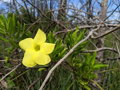 Pentalinon luteum