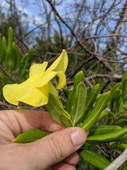Pentalinon luteum