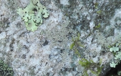 Physcia subtilis