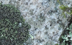 Physcia subtilis