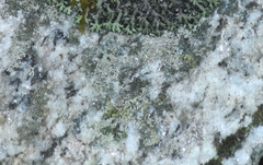 Physcia subtilis