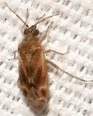 Plagiognathus delicatus