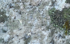 Physcia subtilis