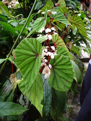 Begonia beryllae