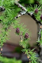 Larix decidua