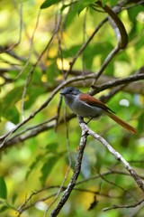 Terpsiphone bourbonnensis