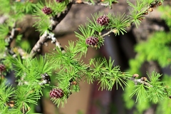 Larix decidua
