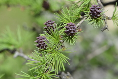 Larix decidua