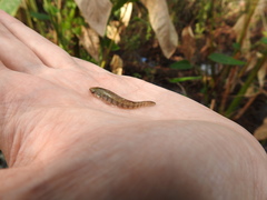Fundulus confluentus