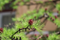 Larix decidua