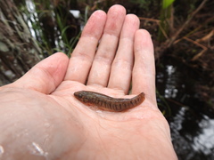 Fundulus confluentus
