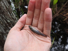 Fundulus confluentus