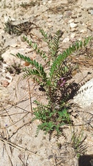 Astragalus gruinus