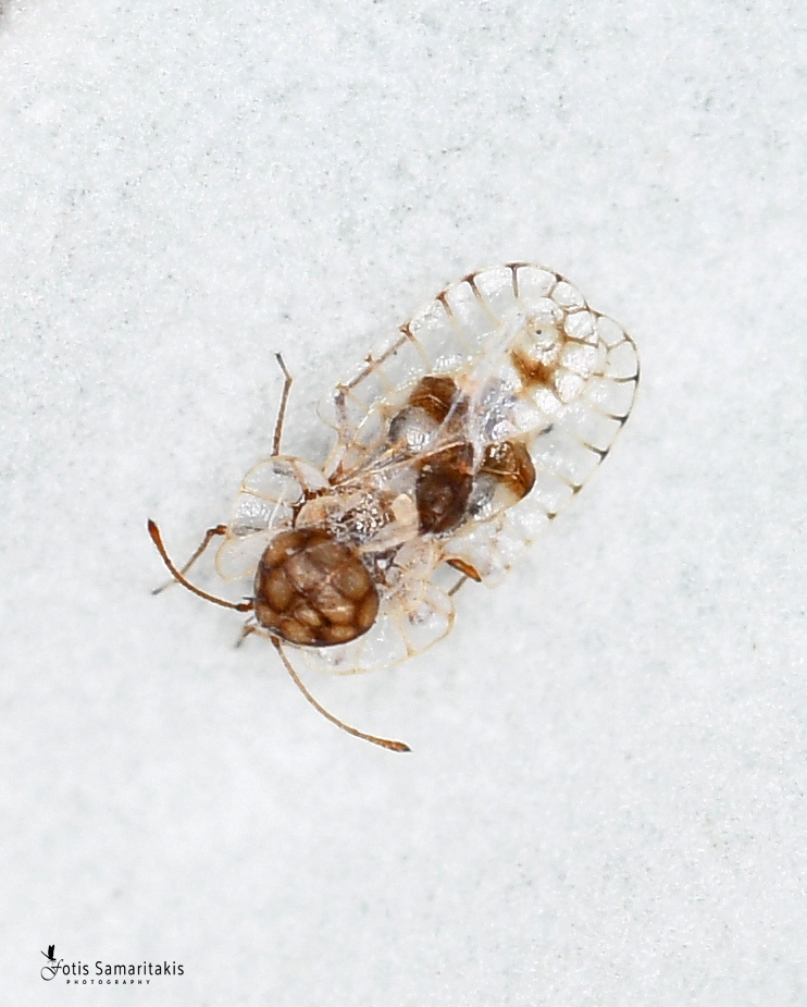 Galeatus scrophicus