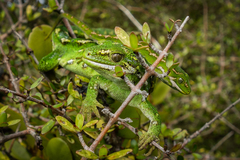 Naultinus gemmeus