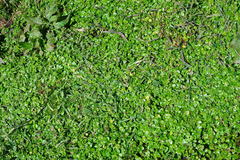 Ranunculus flagelliformis