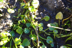 Ranunculus flagelliformis