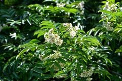 Sorbus sambucifolia