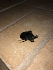 Copris hispanus hispanus