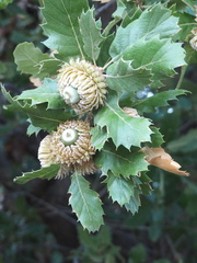 Quercus ithaburensis macrolepis