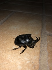 Copris hispanus hispanus