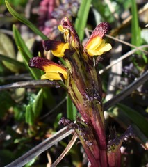 Pedicularis flammea