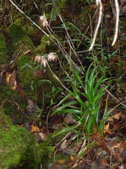 Burmannia longifolia