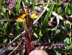 Pedicularis flammea
