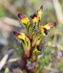 Pedicularis flammea
