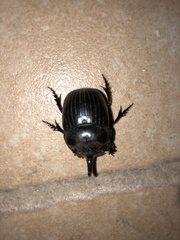 Copris hispanus hispanus