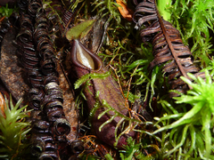Nepenthes tentaculata
