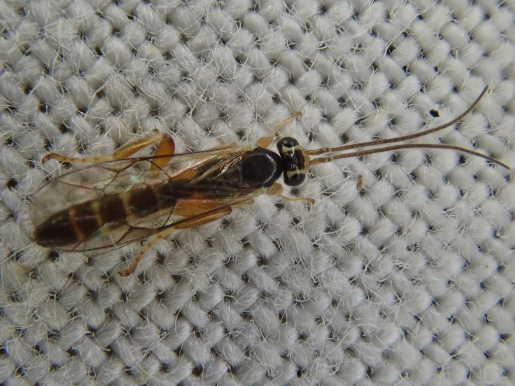 Orthocentrus orbitator